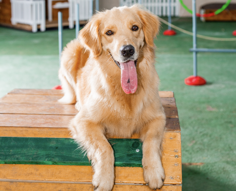 Pátio coberto da Unidade Hauer da Tulipa Dog